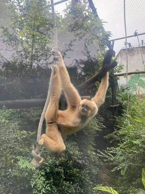 猿啼打一生肖:猿啼指的是什么动物