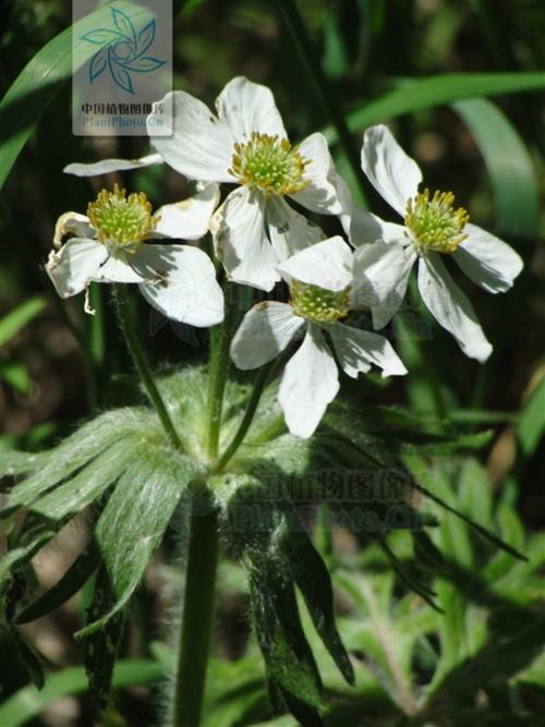 银花是什么生肖动物:银花是什么生肖动物?