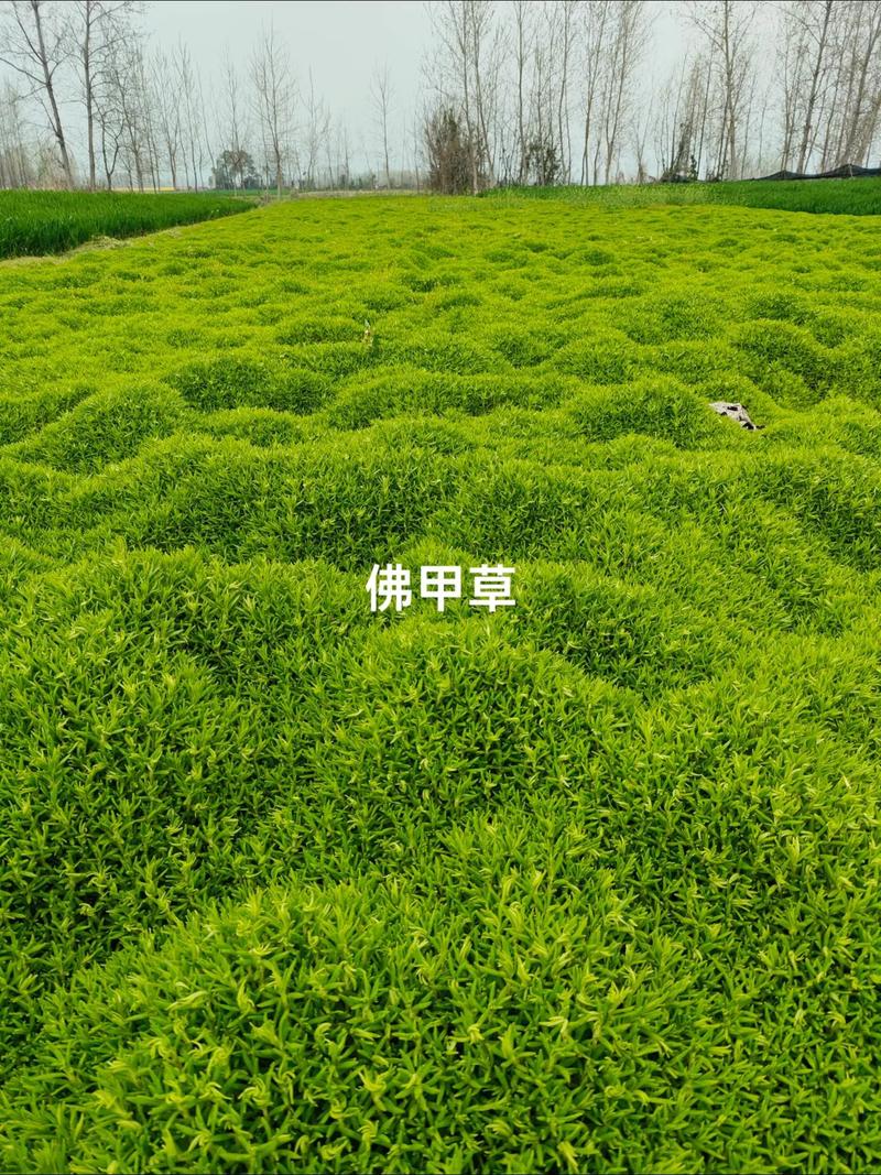 “青草绿叶布满地”打一动物生肖:青草绿叶布满地一国春风三十四是什么生肖