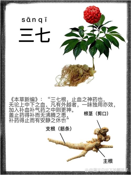 三七今期打一正确答案:今期动物三七加是什么生肖